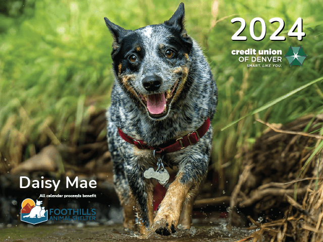 Cu Denver 2024 Calendar Cory Merrie   2024 Pet Calendar Cover 