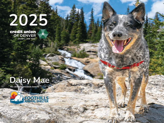 Daisy Mae a Blue Heeler on the 2025 Pet Calendar cover