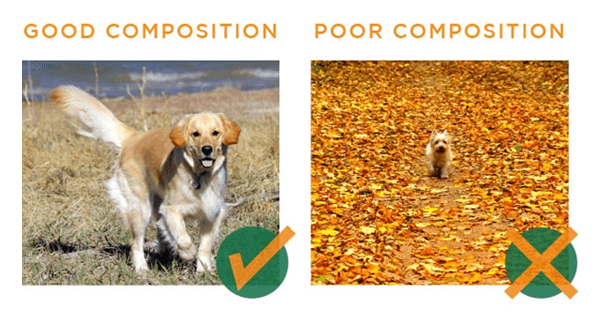 good composition vs bad composition for pet pictures