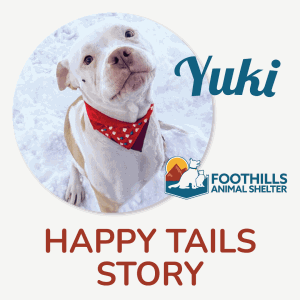 Yuki the dog. Foothills Animal Shelter Happy Tails Story.