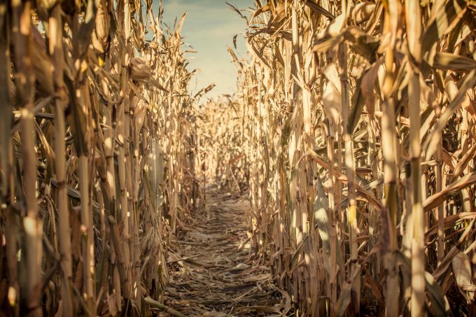Scary Corn Maze