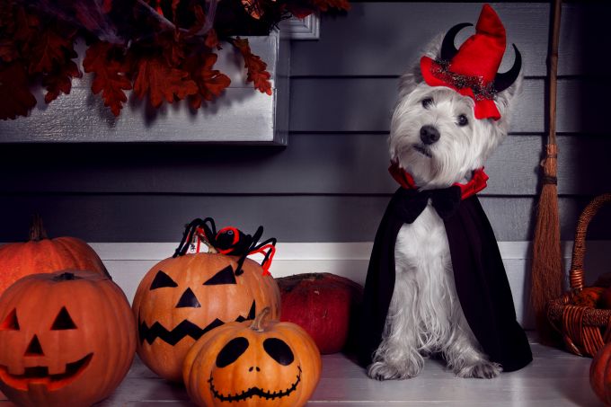 white dog wearing a vampire costume