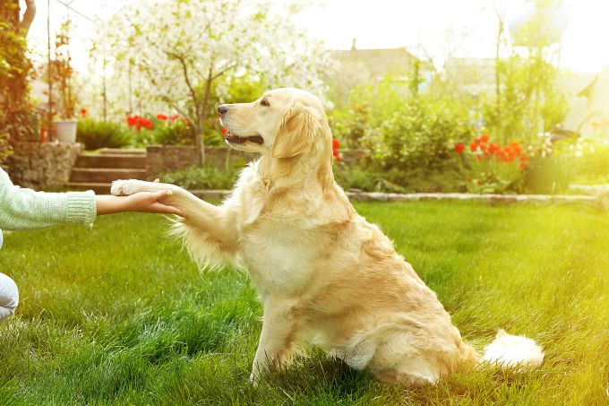 dog shaking hands