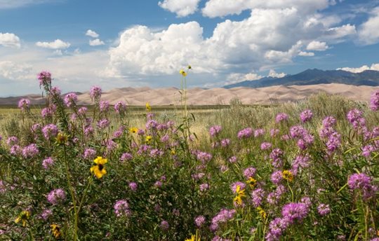 flowers at Great Sand Dunes National Park