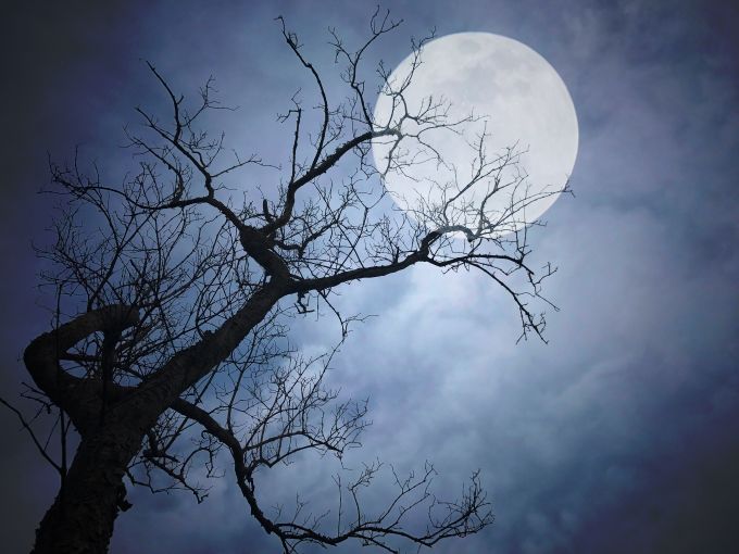 full moon with spooky tree